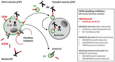 Role of ADAM10 as a CD30 Sheddase in Classical Hodgkin Lymphoma